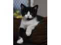 nice-british-shorthair-buddy-small-0