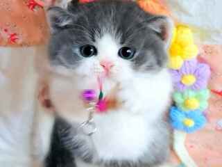 munchkin-cat-for-sale