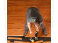 cost-of-staining-hardwood-floors-fishers-small-0
