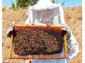 premium-beekeeping-gloves-maximum-protection-comfort-small-0