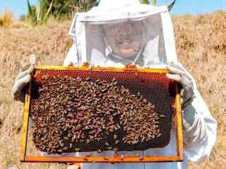 premium-beekeeping-gloves-maximum-protection-comfort