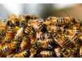 premium-beekeeping-protective-clothing-stay-safe-comfortable-small-0