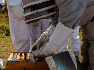 refubees-bee-swarm-trap-durable-reusable-easy-to-use