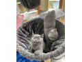 gorgeous-british-shorthair-kittens-for-adoption-small-0