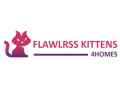 kittens-4-homes-brings-beautiful-healthy-kittens-together-small-0